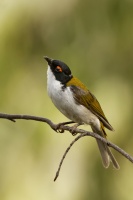 Kystracek blahovicnikovy - Melithreptus lunatus - White-naped Honeyeater 8431